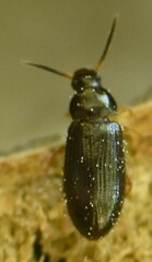 Mycetochara