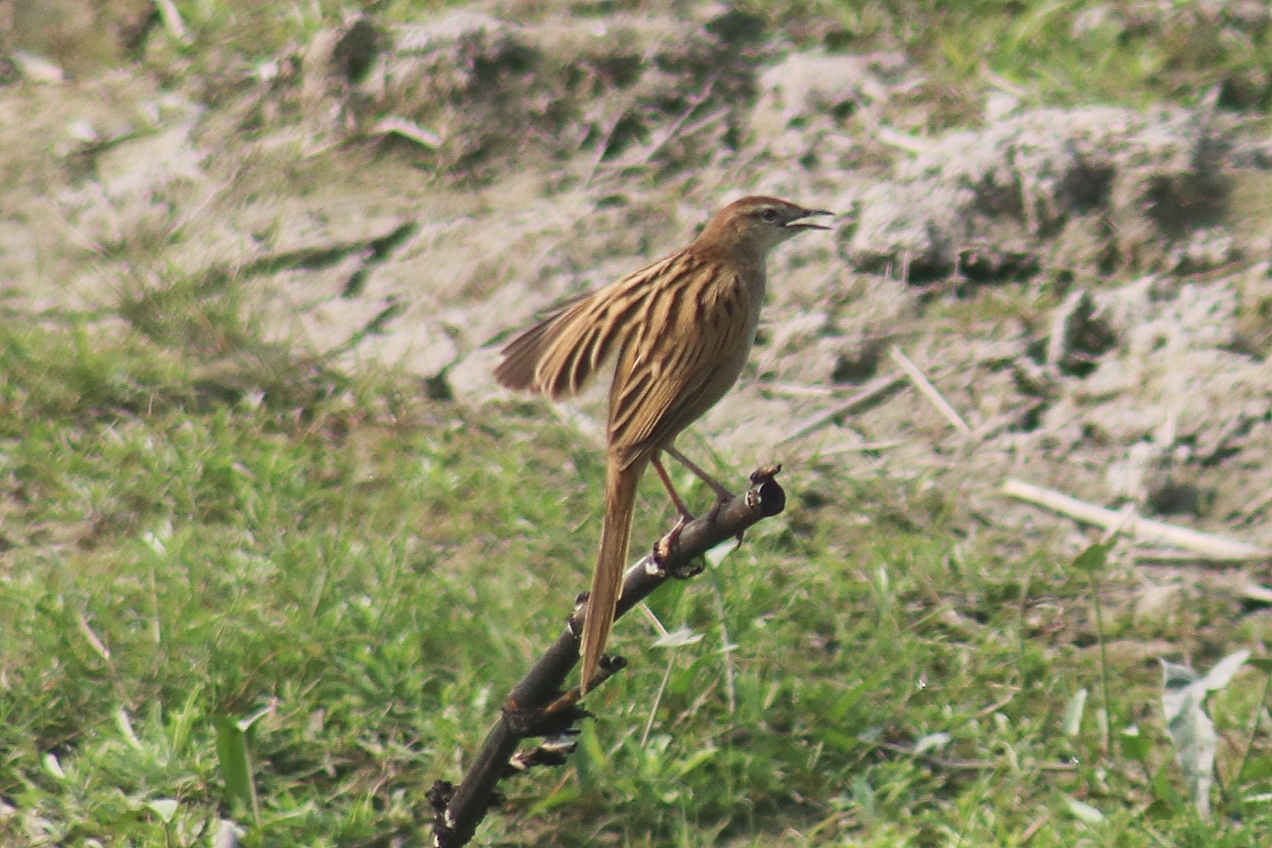 Striated Grassbird