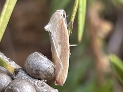 Ptyoptila matutinella