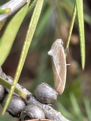 Ptyoptila matutinella
