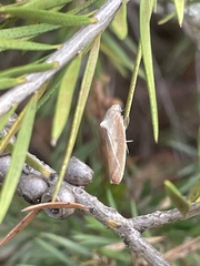 Ptyoptila matutinella