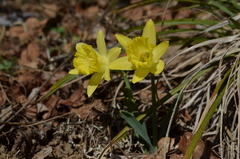 Narcissus minor