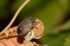 Holcostethus sphacelatus