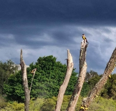 Carduelis carduelis britannica