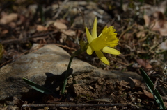 Narcissus minor