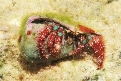Dardanus guttatus