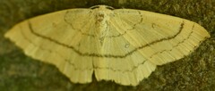 Cyclophora linearia