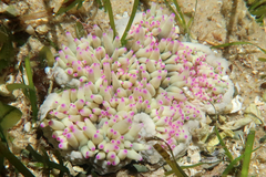 Heteractis