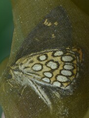 Heteropterus morpheus