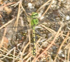 Ophiogomphus cecilia