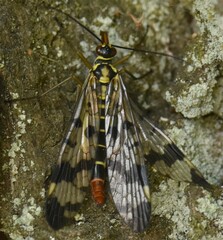 Panorpa vulgaris