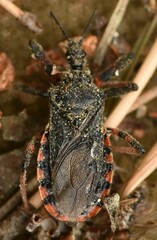 Rhynocoris annulatus