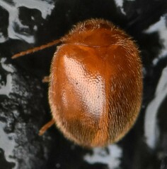 Prionocyphon serricornis