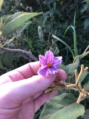 Solanum campylacanthum