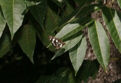 Phaedyma shepherdi