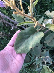 Solanum campylacanthum
