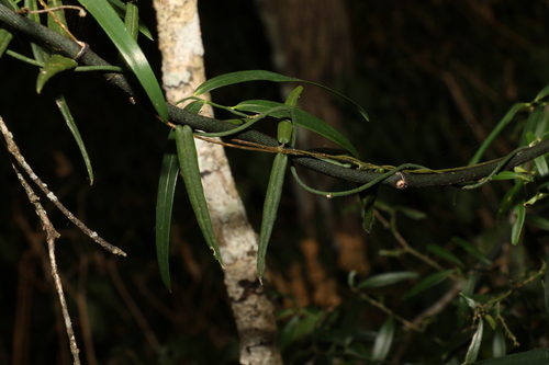 Image of Parsonsia paulforsteri by (c) Greg Tasney, some rights reserved (CC BY-SA)