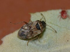 Hyalochilus ovatulus