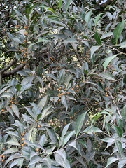 Ficus tinctoria