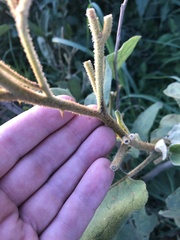 Solanum campylacanthum