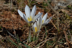 Crocus nevadensis