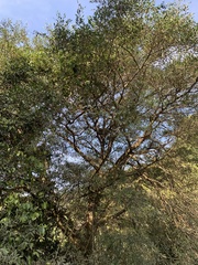 Ficus tinctoria