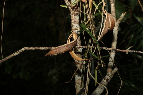 Image of Parsonsia paulforsteri by (c) Greg Tasney, some rights reserved (CC BY-SA)