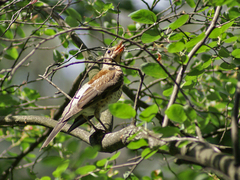 Turdus pilaris