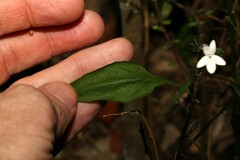 Pseuderanthemum tenellum