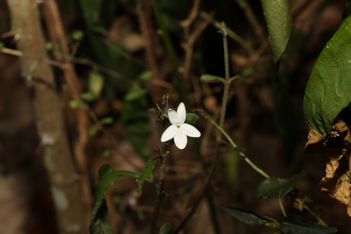 Image of Pseuderanthemum tenellum by (c) Greg Tasney, some rights reserved (CC BY-SA)