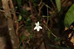 Pseuderanthemum tenellum