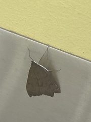 Uresiphita ornithopteralis