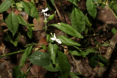 Pseuderanthemum tenellum