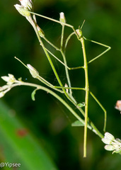 Clitumninae