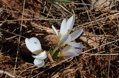 Crocus nevadensis