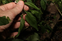 Pseuderanthemum tenellum