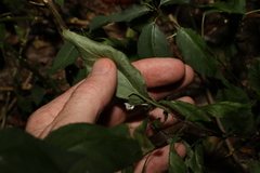 Pseuderanthemum tenellum