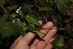 Pseuderanthemum tenellum
