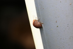 Hyperoncus lateritius