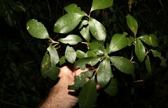 Acronychia pauciflora