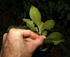 Acronychia pauciflora