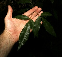 Bouchardatia neurococca