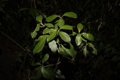 Acronychia pauciflora
