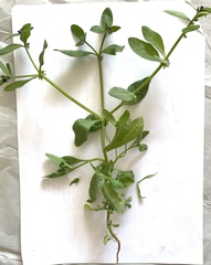 Asperugo procumbens