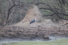 Leptoptilos crumenifer