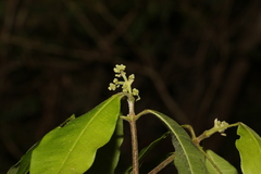 Bouchardatia neurococca