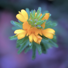 Pultenaea tuberculata