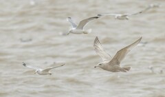 Larus argentatus × hyperboreus