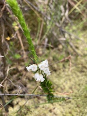 Epacris obtusifolia