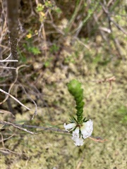 Epacris obtusifolia